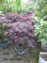 園林綠化苗圖片