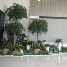中山便宜的室內植物租賃,剪花剪草,風水綠植租賃,風水植物租賃,小區、工廠綠化養護,年花預定,年桔預定,園林規劃與設計,綠化工程施工,商場等室外綠化帶保養,便宜的鮮花預訂,鮮花出租